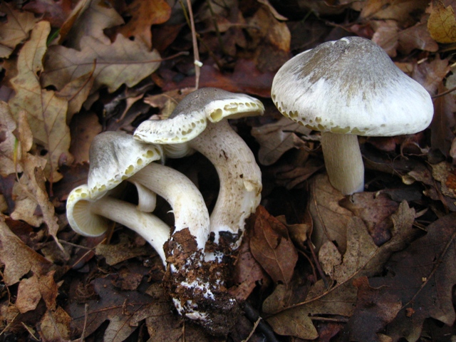 Proposta di studio di Tricholoma saponaceum